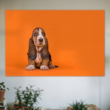 Basset hound puppy in orange / Adorable basset hound puppy dog sitting on an orange background by Elles Rijsdijk