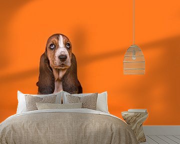 Basset pup in het oranje / Adorable basset hound puppy dog sitting on an orange background van Elles Rijsdijk