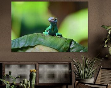 Marmeranolis een goed gecamoufleerde hagedissensoort von Vicky  Janssen