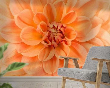 Oranje chrysant / Close up chrysanthemum flower by Elles Rijsdijk