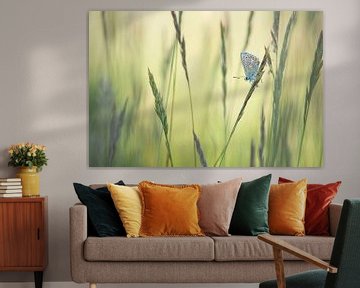 Butterfly in the grass / Single common blue butterfly resting between grass blades by Elles Rijsdijk
