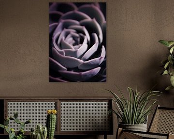 DARKSIDE OF SUCCULENTS IIA HF by Pia Schneider