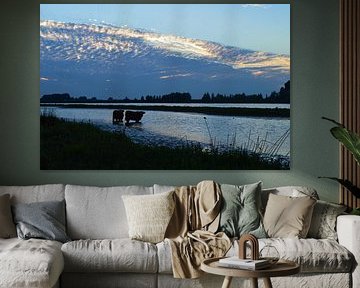 Schotse Hooglanders in natuurwater  van Vicky  Janssen