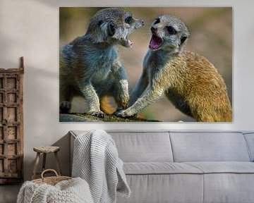 Stoeiende Stokstaartjes von Vicky  Janssen