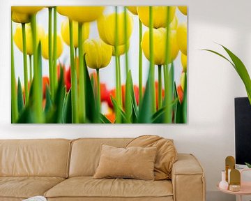 Beautiful Yellow Tulips in close up by Patrick Verhoef