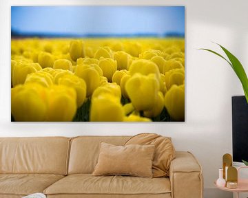 Beautiful field of yellow tulips in Holland by Patrick Verhoef