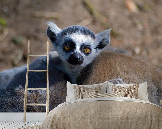 Aperçu de la chambre