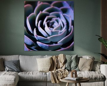 DARKSIDE OF SUCCULENTS III-v1 sur Pia Schneider