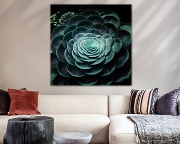 DARKSIDE OF SUCCULENTS V-A van Pia Schneider