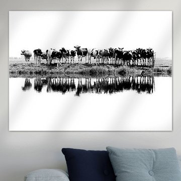 vaches alignées (noir/blanc)