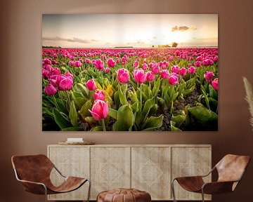 Bloeiende tulpen tijdens zonsondergang in Flevoland van Sjoerd van der Wal