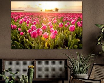 Bloeiende tulpen tijdens zonsondergang in Flevoland van Sjoerd van der Wal