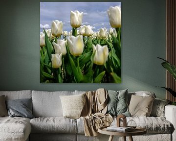 Fijne witte tulpen