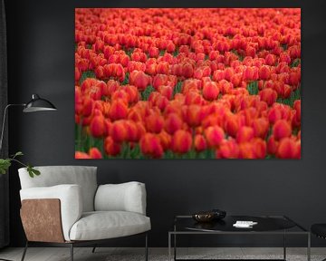 Beautiful field of red tulips in Holland by Patrick Verhoef
