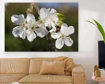 fleur de pruneau en fleurs sur une branche d'arbre fruitier sur Ger Beekes