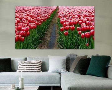 Tulips from Holland (Rode Tulpen) van Caroline Lichthart
