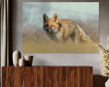 Red Fox portrait!