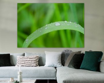 Water drops the grass. by Andrea de Vries