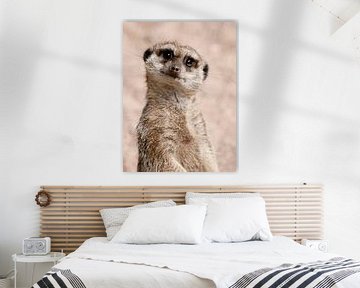 Un suricate regarde fixement le monde sur Cees Stalenberg