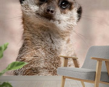 Erdmännchen starrt in die Welt von Cees Stalenberg