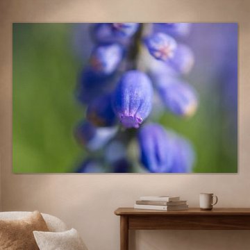 Grape hyacinth close-up
