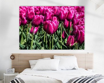 Tulips by Hans Tijssen