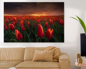 Rode Storm Tulpen van Albert Dros