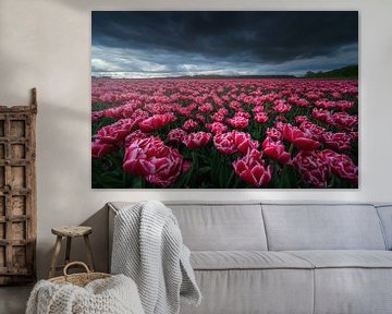 Pink Tulips by Albert Dros