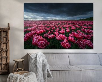 Roze Tulpen van Albert Dros