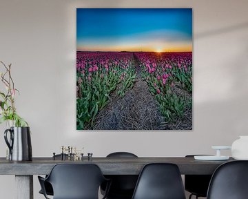 Coucher de soleil dans le champ de tulipes sur Alex Hiemstra