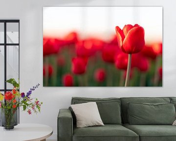 Bloeiende rode tulpen in een veld tijdens zonsondergang van Sjoerd van der Wal Fotografie