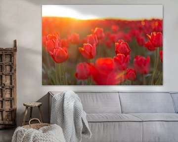 Fields of blooming red tulips during sunset in Holland