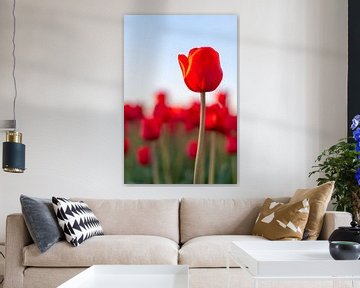 Fields of blooming red tulips during sunset in Holland by Sjoerd van der Wal Photography