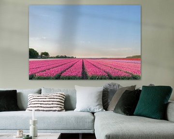 Felder von blühenden rosa, roten und gelben Tulpen während des Sonnenuntergangs in Holland von Sjoerd van der Wal Fotografie