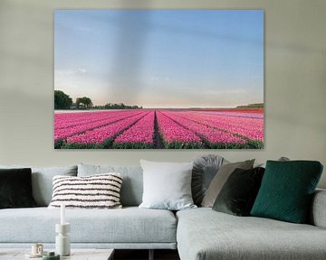 Veld met bloeiende Tulpen in Flevoland tijdens zonsondergang