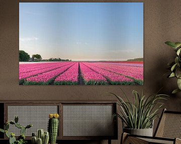 Veld met bloeiende Tulpen in Flevoland tijdens zonsondergang van Sjoerd van der Wal