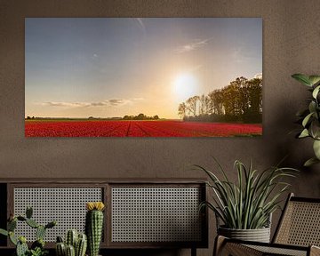 Felder von blühenden roten Tulpen während des Sonnenuntergangs in Holland von Sjoerd van der Wal Fotografie