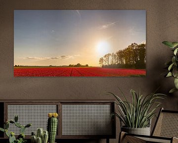 Veld met bloeiende rode tulpen tijdens zonsondergang