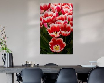 Mooie rode met wit gekleurde tulpen. van Leonie Boverhuis