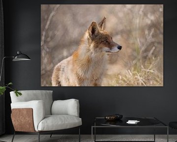 Red Fox In The Dunes von Ingrid Leegte