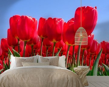 Red Tulips in bloom by eric van der eijk