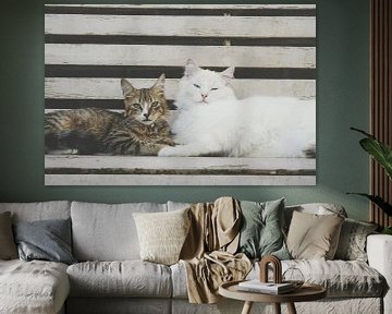 Katten van Ivana Luijten