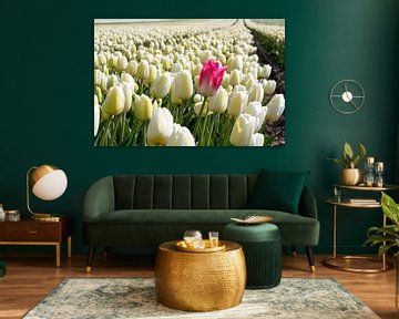 Rode tulp alleen in wit tulpenveld van Angelique van 't Riet