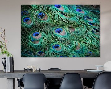 Peacock feathers by Myrna's Photography