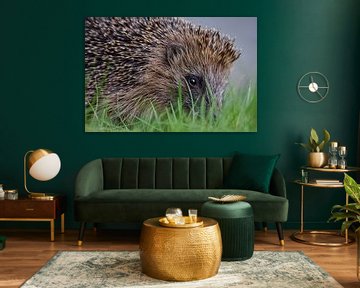 Hedgehog in garden by Kim de Been