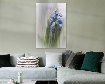 Grape Hyacinth VII (flower, blue grapes) by Bob Daalder