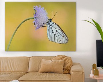 Groot geaderd witje / Black veined white butterfly haning on a flower van Elles Rijsdijk