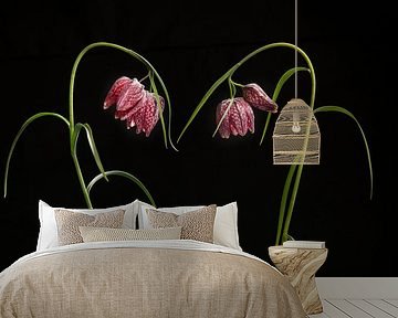 Kiebitzblüten / Blühende elegante Schlangenkopffalterblüten auf schwarzem Grund