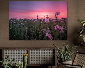 Pink flowerfield by Esmeralda holman