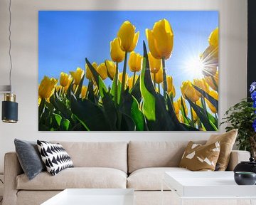 Gele bloeiende tulpen met een felle zon in de achtergrond